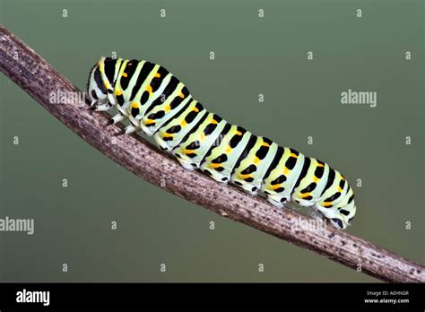 Papilionidae Larvae