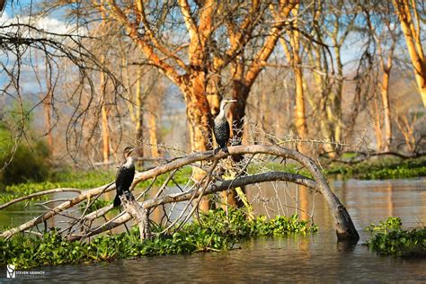 Lake Naivasha, Birds of Africa, Wildlife Photography, Animal Photo ...