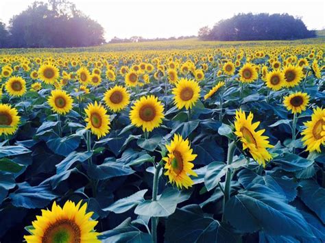 The Prettiest Sunflower Fields to Visit Across the U.S. | Sunflower field near me, Sunflower ...