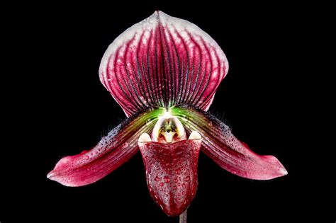 Lady Slipper Orchid Paphiopedilum Hsinying, Uncommonly Amazing ...