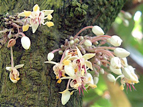 Cocoa | Theobroma cacao l. | Flower Database