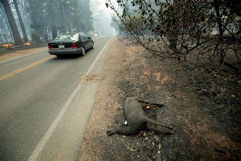 Rescuers Work To Evacuate Hundreds Of Animals As California Wildfires ...