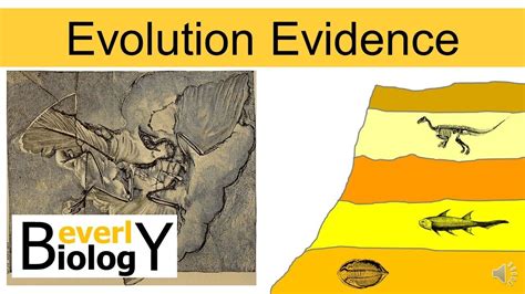 Fossil Record Evidence For Evolution