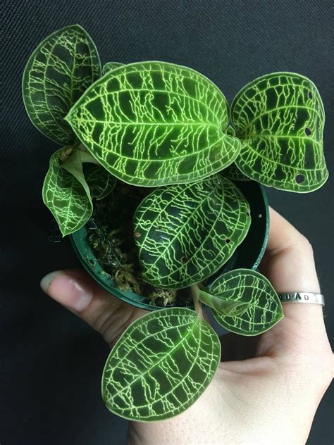 337 best Jewel Orchid images on Pholder | Orchids, Jewelorchids and Houseplants