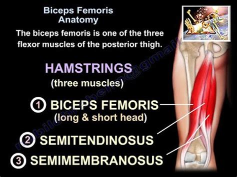 Biceps Femoris Anatomy - Everything You Need To Know - Dr. Nabil Ebraheim - YouTube