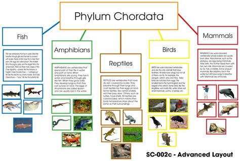 Phylum Chordata Layout – Montessori Materials by Lakeview