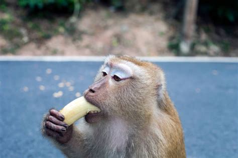 Banana Eating Monkey Stock Photos, Pictures & Royalty-Free Images - iStock