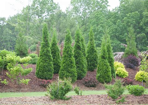 Arborvitae Comparisons - Heyden's Gardens