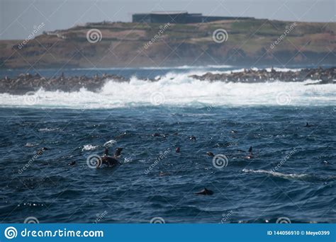 Seal Rock, Phillip Island, Australia Stock Photo - Image of 30000 ...