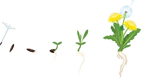 Life Cycle Of Dandelion Stock Illustration - Download Image Now - Agriculture, Biology, Blossom ...