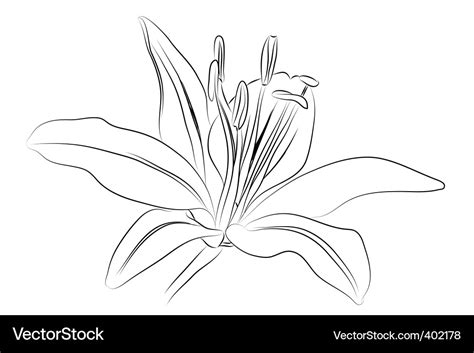 Outline lily Royalty Free Vector Image - VectorStock