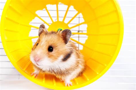 hamster running in the running wheel - Living On The Cheap