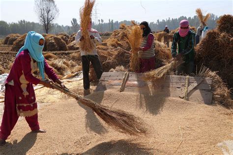 In Pictures: Kashmir’s Paddy Harvesting | Kashmir Life