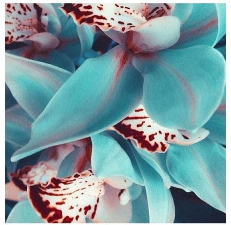 teal orchids | Breathtaking Flowers | Pinterest