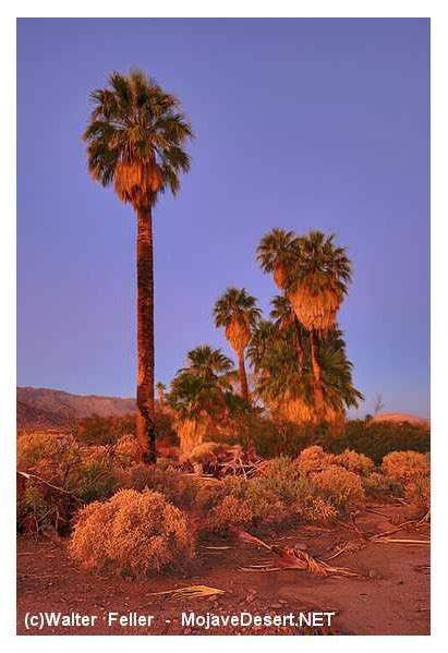 Mojave Desert Plants