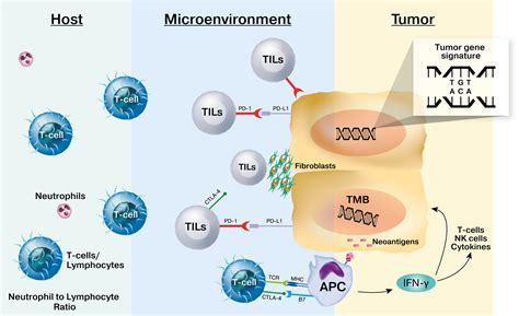 Biomarkers for immune checkpoint inhibition in non–small cell lung cancer (NSCLC) - Bodor - 2020 ...