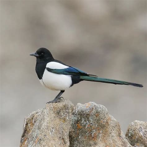 Eurasian Magpie: A Master of Intelligence and Adaptation | WorldWeet