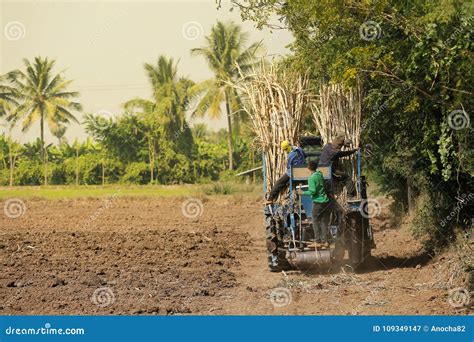 Agricultural Machinery, Sugar Cane. Editorial Photography - Image of dust, cutting: 109349147