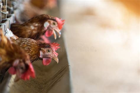 Hens and Eggs Chickens in Farm Stock Image - Image of animal, female ...