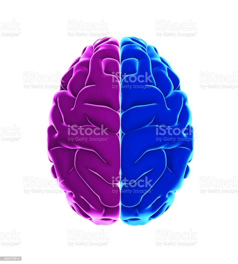Left And Right Human Brain Anatomy Stock Photo - Download Image Now - Left Cerebral Hemisphere ...