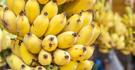 This CRISPR’d (and non-GMO) banana is now officially approved