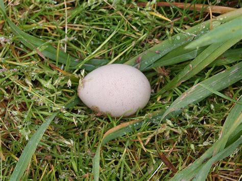 Red-legged Partridge egg © Dave Dunford cc-by-sa/2.0 :: Geograph Britain and Ireland