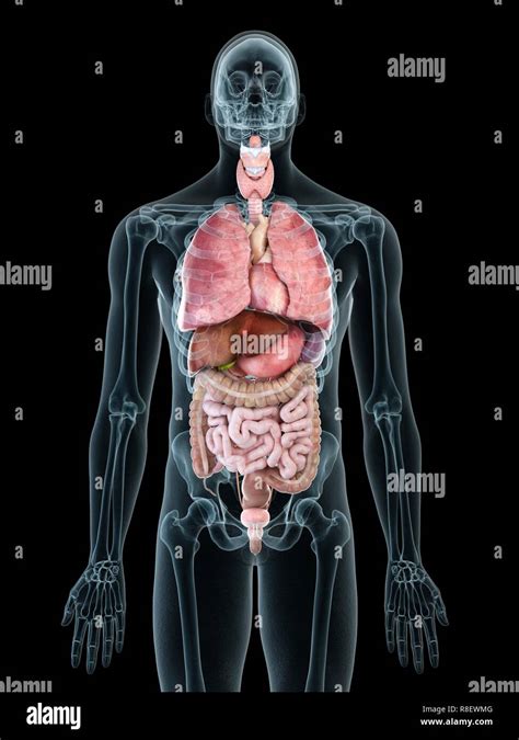 Male Body Organ Diagram