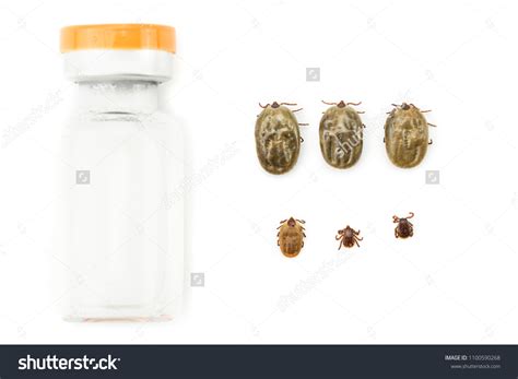 Tick Flea Prevention Dog Lice Mites Stock Photo 1100590268 | Shutterstock