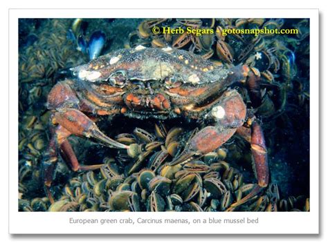 European Green crab | Herb Segars Photography Blog