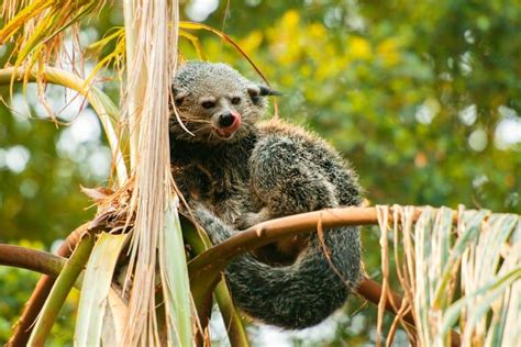 16 Barmy Binturong Facts - Fact Animal