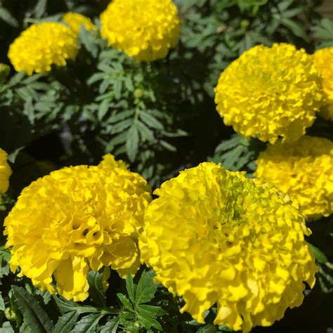 Petite Yellow French Marigold Flower Seeds – SEEDTOPIA