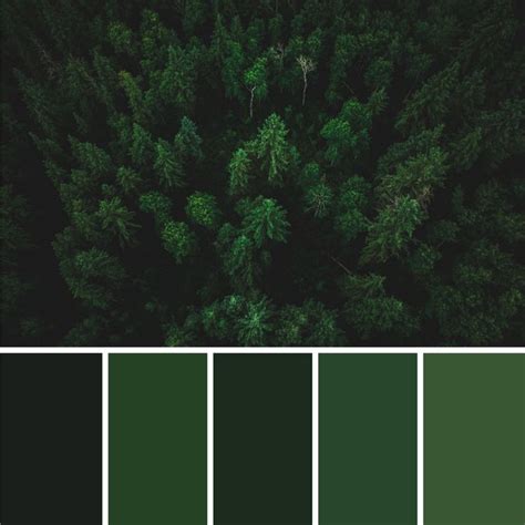 an aerial view of trees in the forest with dark green hues, from above
