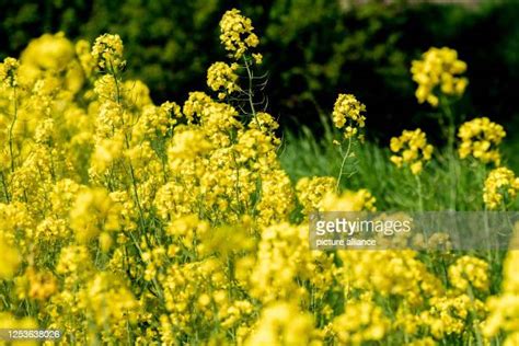 17 Bakum Stock Photos, High-Res Pictures, and Images - Getty Images