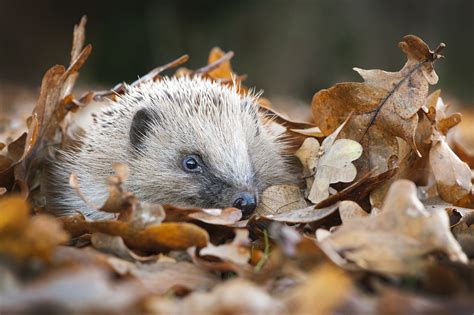 British-Wildlife-Photography-Awards-documentary-series-winner-by-Lawrie ...