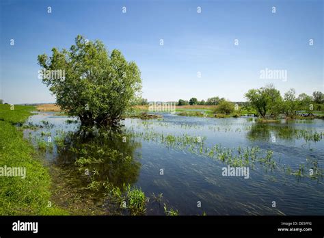 Stolpe, Germany, view over the Oder River in the Lower Oder Valley Stock Photo: 60363732 - Alamy