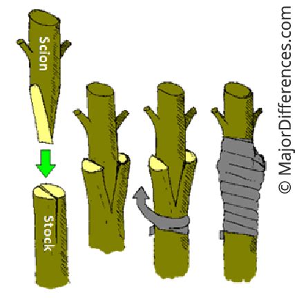 Grafting techniques. | Download Scientific Diagram