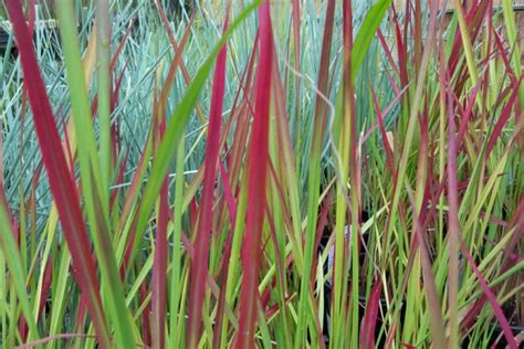 Grasses | Portland Nursery