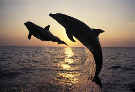 BOTTLENOSE DOLPHIN Tursiops Truncatus, ADULTS LEAPING at SUNSET ...