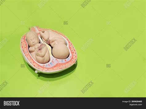 Twins Embryo Model. Image & Photo (Free Trial) | Bigstock