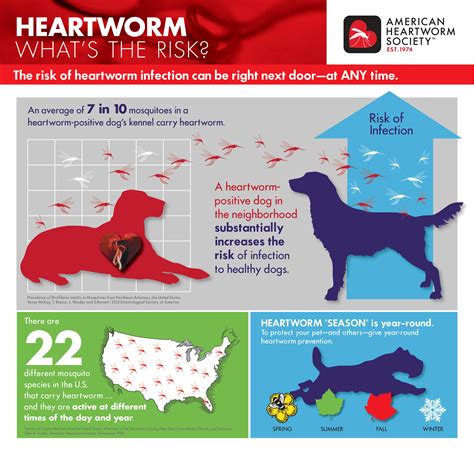 Dog Heartworm Which Is Best Interceptor Vs Heartgard