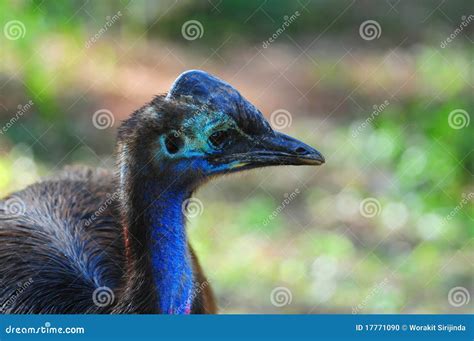 Cassowary bird stock photo. Image of beak, flightless - 17771090