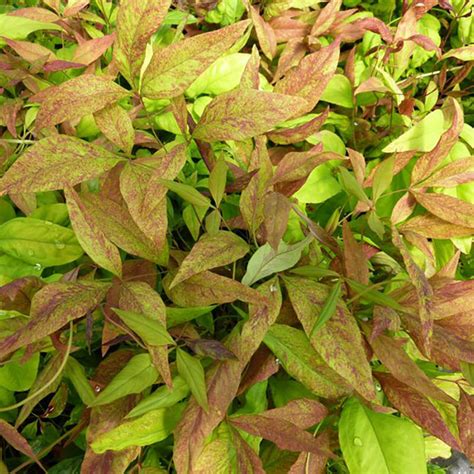 Firepower Nandina Companion Plants Firehouse Dwar Nandina