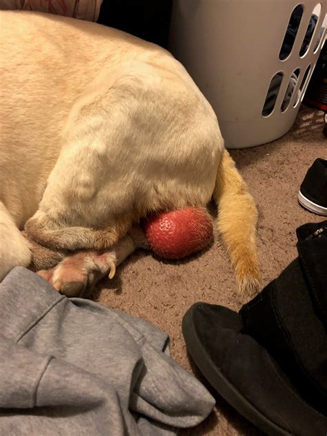 My dogs testicles are red and swollen looks like a rash. Rocky and he a ...