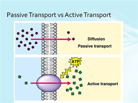 Cell Transport Diagram | Quizlet