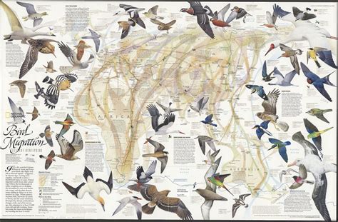 National Geographic Bird Migration Map | Bird migration, Bird migration map, Common birds