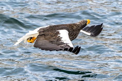 Flying Predatory Stellers Sea-eagle Stock Image - Image of predatory, beautiful: 139057501