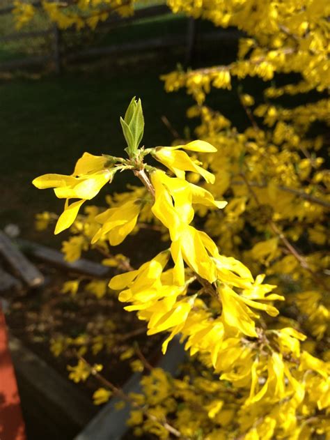 Forsythia for Spring lovers | Easter inspiration, Forsythia, Garden