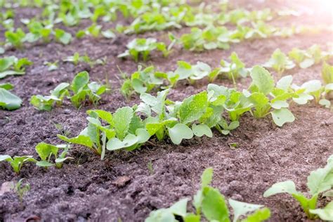 Baby Radish Growing on Farm in Open Ground, Farming and Gardening Concept. Stock Photo - Image ...