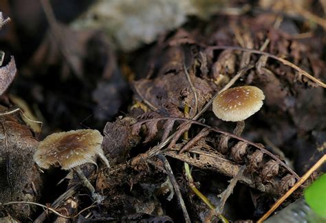 Meet Psilocybe caerulipes—A Forager's Delight | DoubleBlind Mag