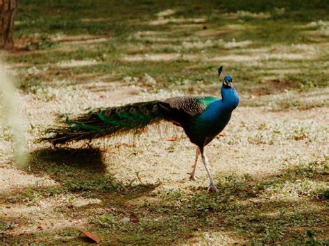 Congo Peafowl: Is This Animal Endangered?